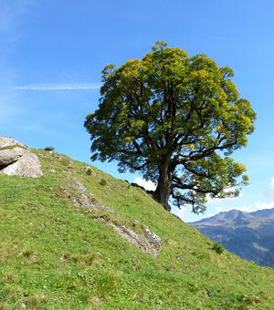 在线电话呼死你